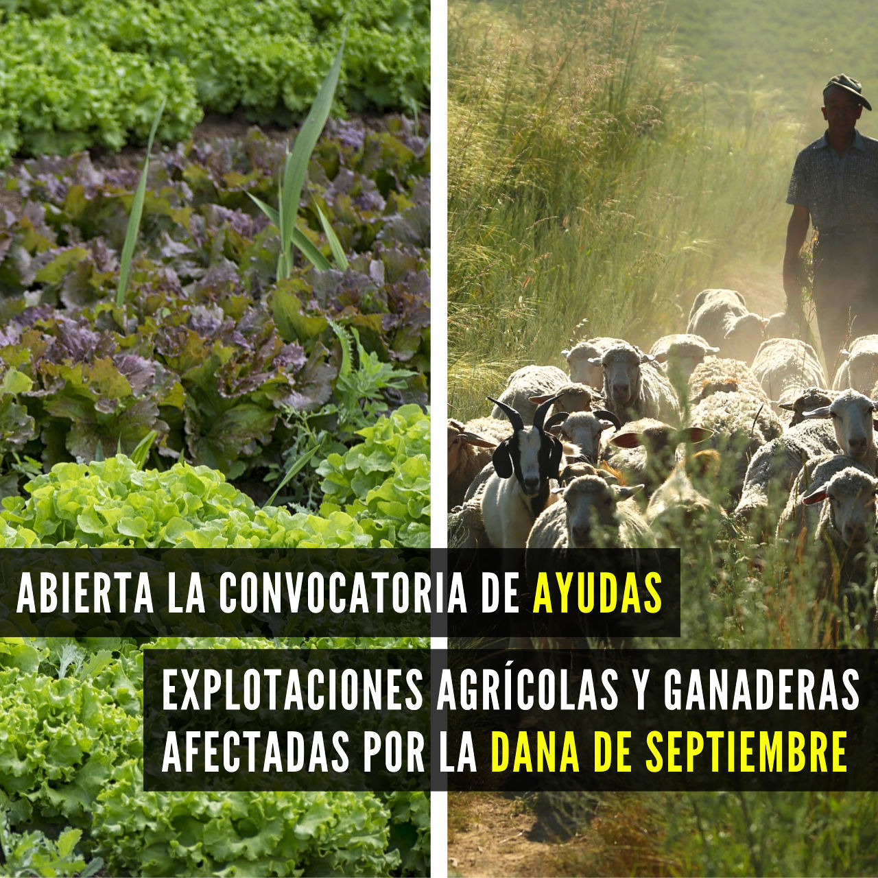 20200604_Ayudas agricultura y ganaderia DANA